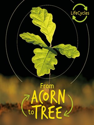 cover image of Lifecycles--Acorn to Tree